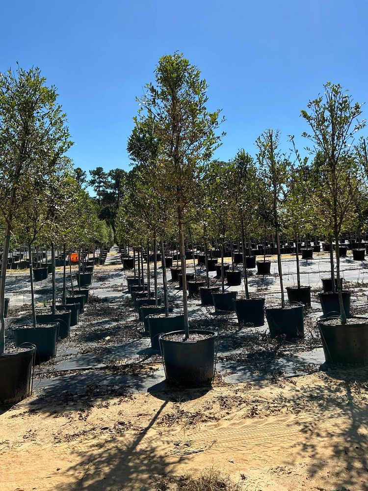 ulmus-parvifolia-upmtf-chinese-elm-bosque-lacebark-elm