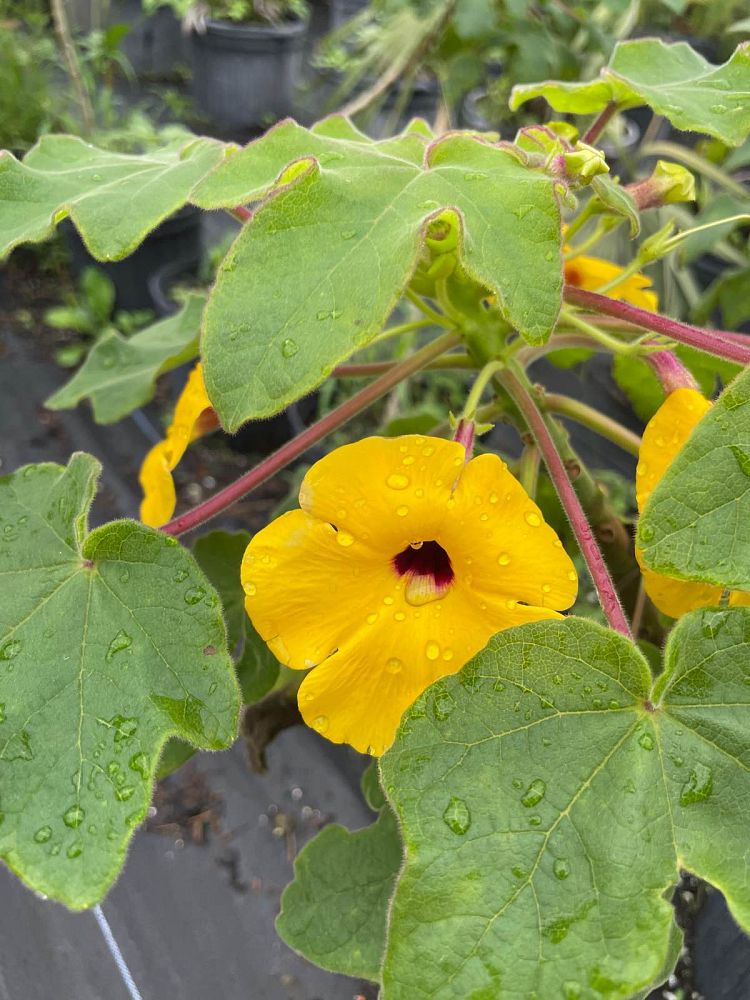 uncarina-decaryi