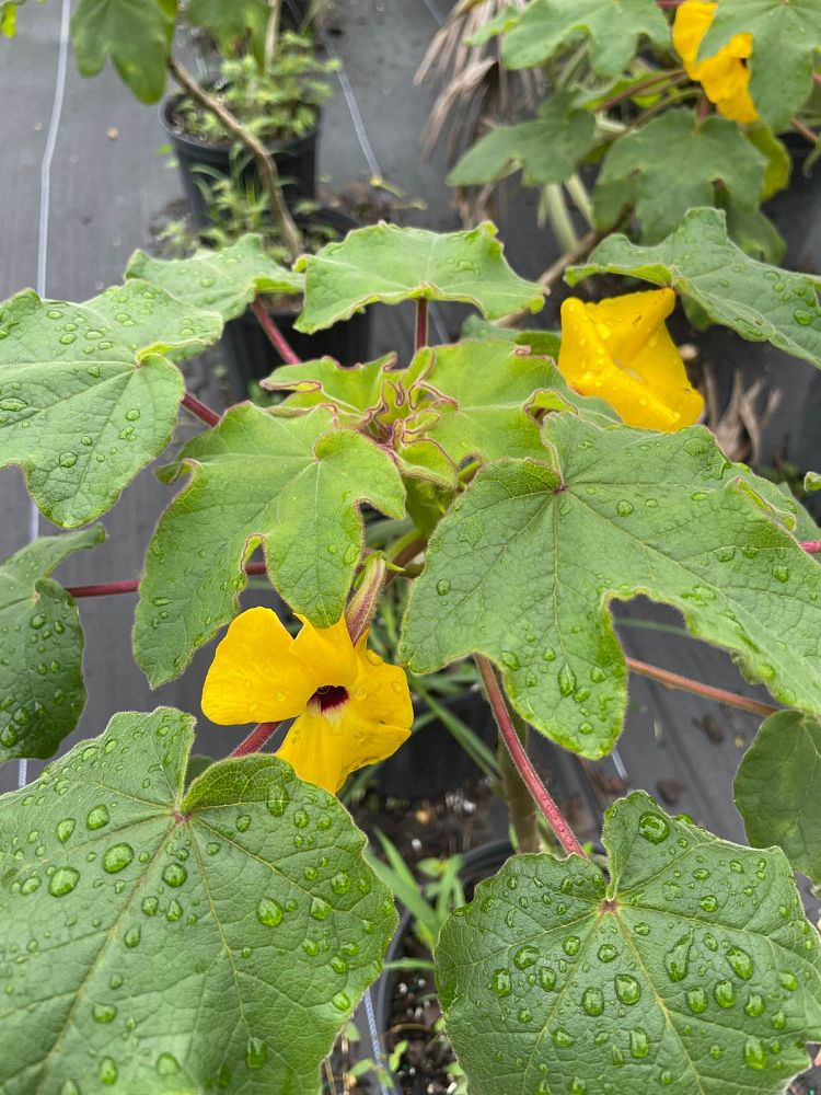 uncarina-decaryi