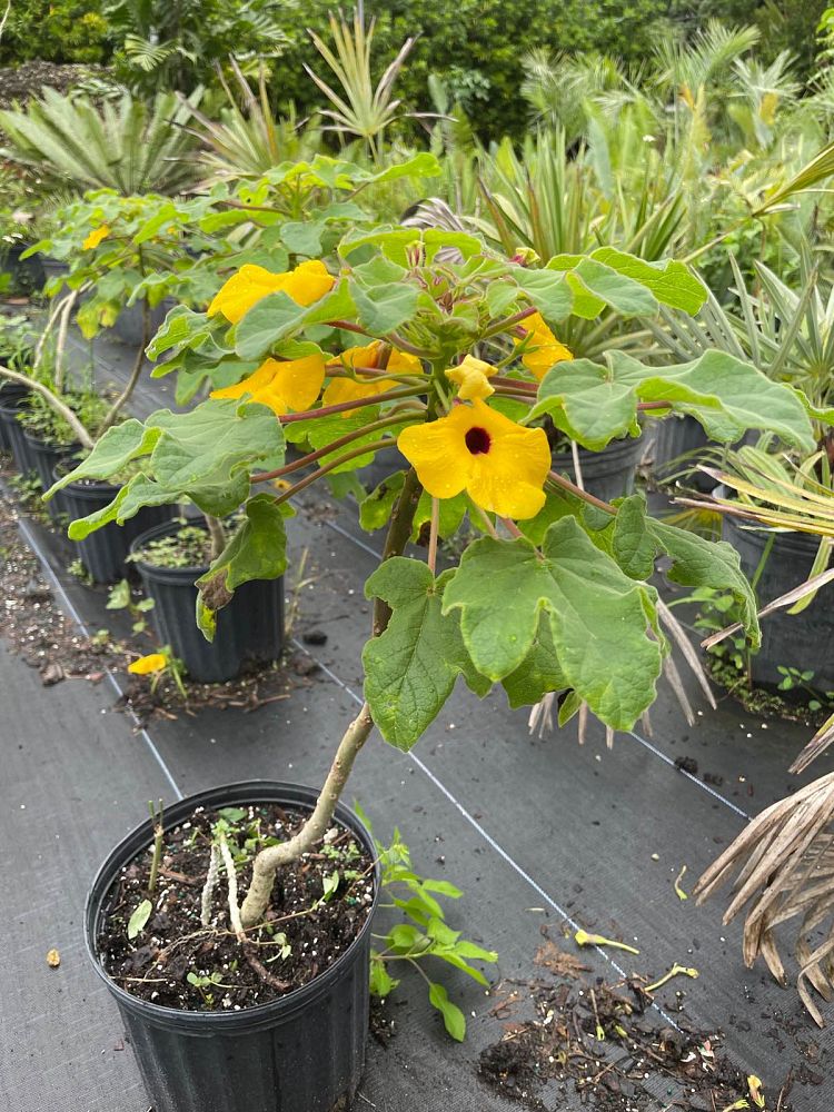 uncarina-decaryi
