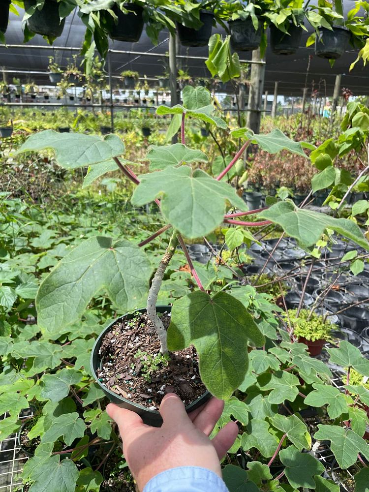 uncarina-decaryi