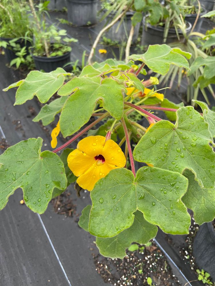 uncarina-decaryi