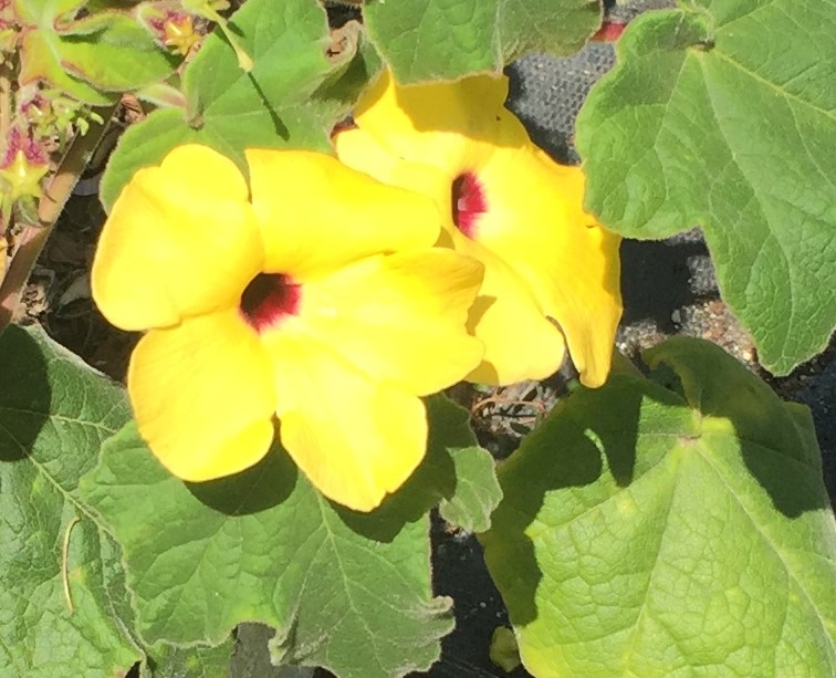 uncarina-grandidieri-succulent-sesame