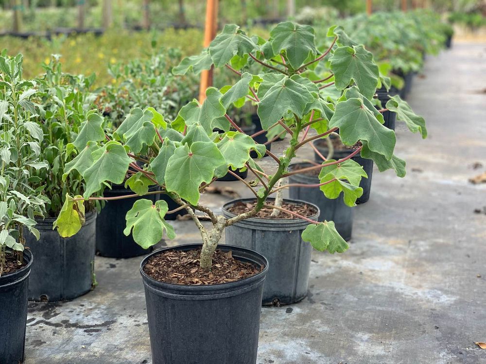 uncarina-griendidieri-mousetrap-tree