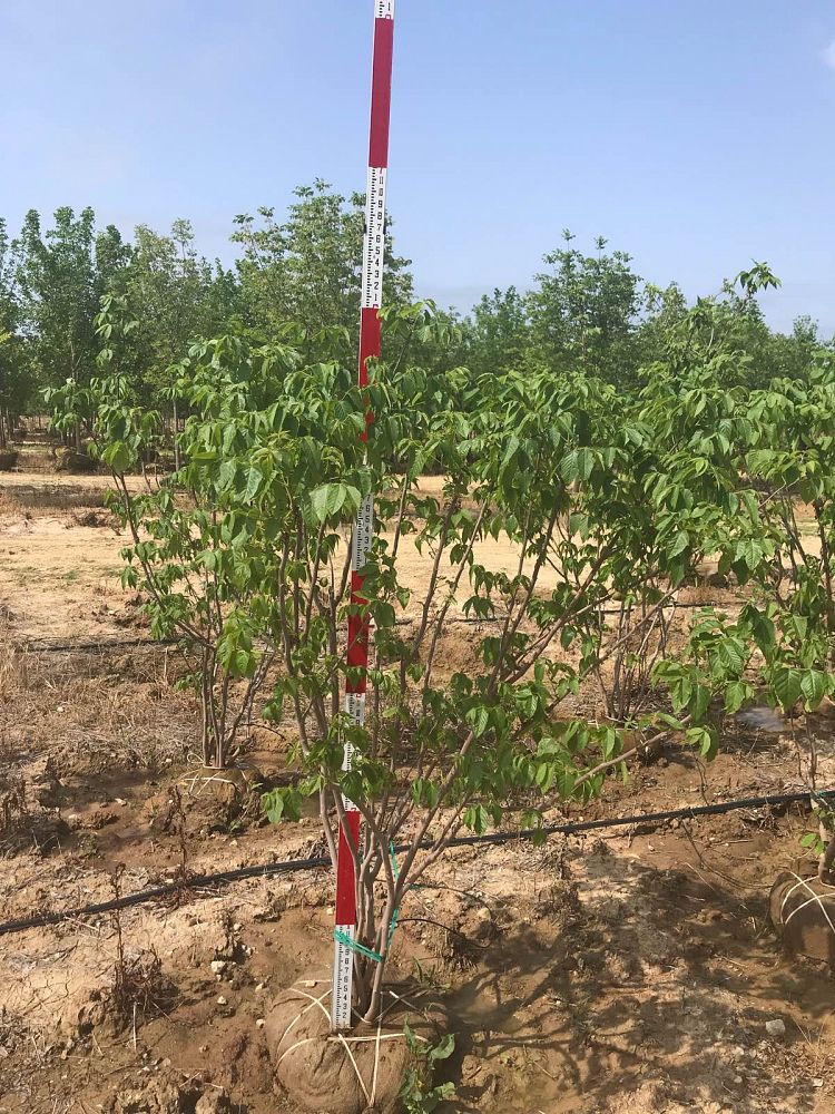 ungnadia-speciosa-mexican-buckeye