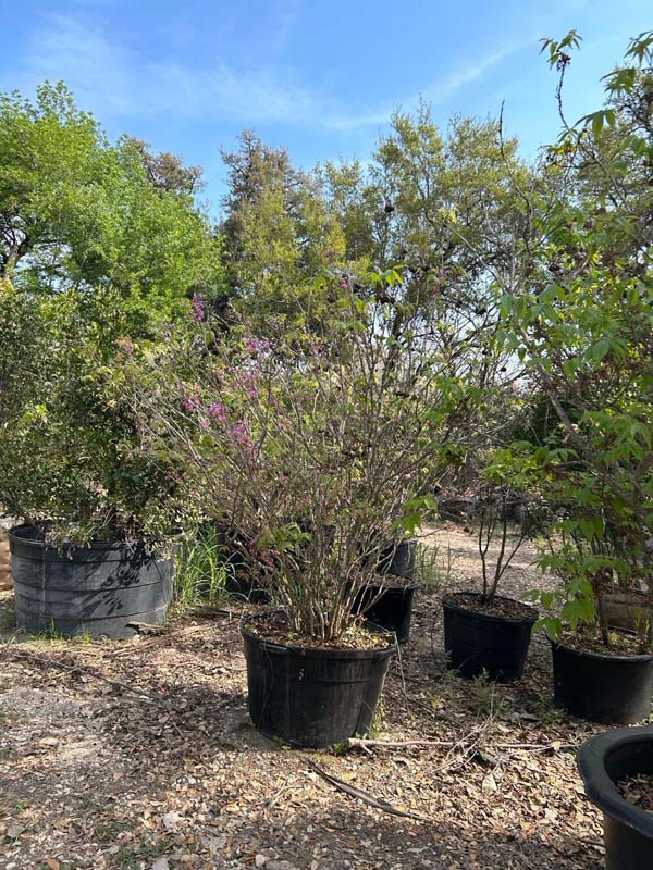 ungnadia-speciosa-mexican-buckeye