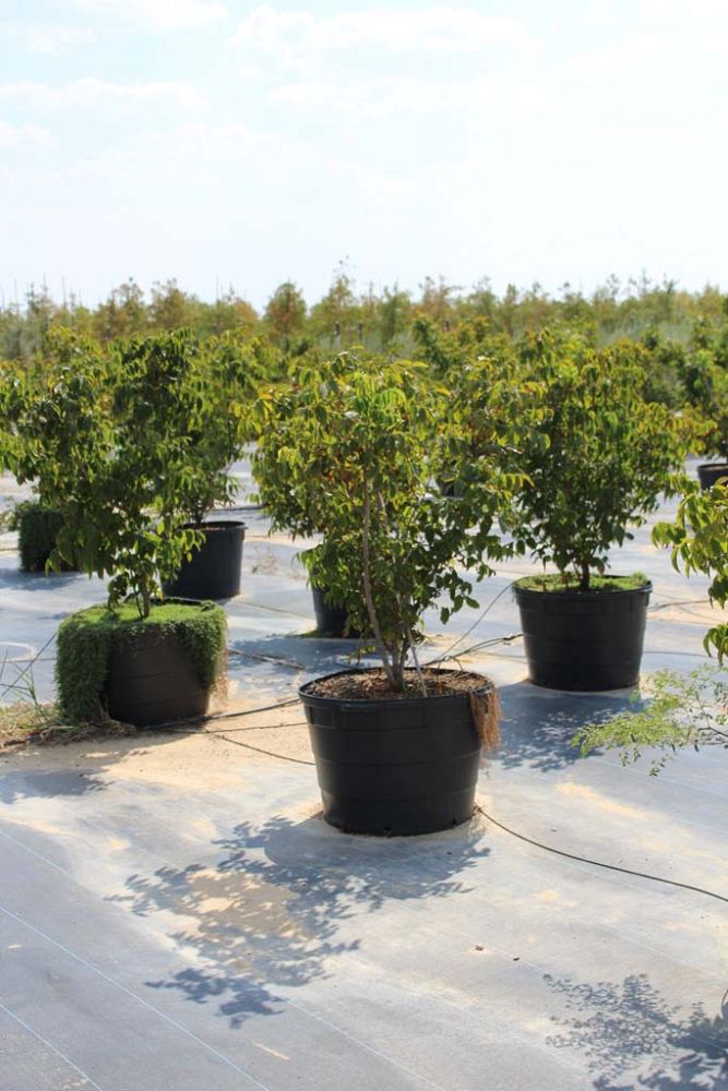ungnadia-speciosa-mexican-buckeye