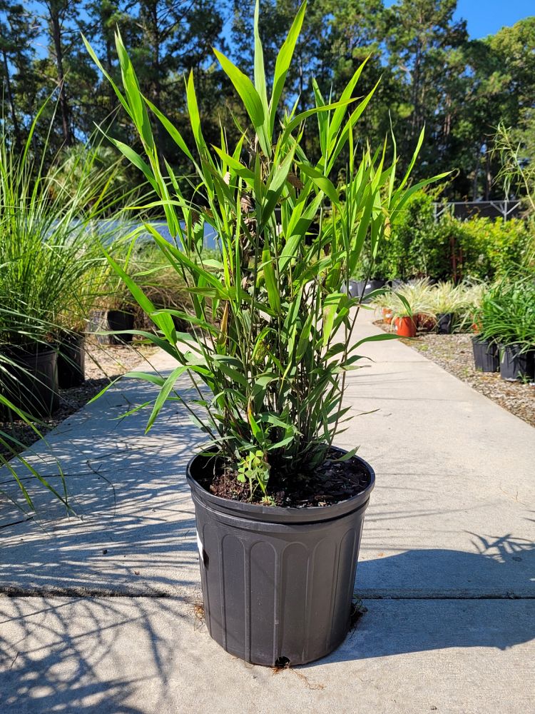 uniola-latifolia-northern-sea-oats-northern-river-oats