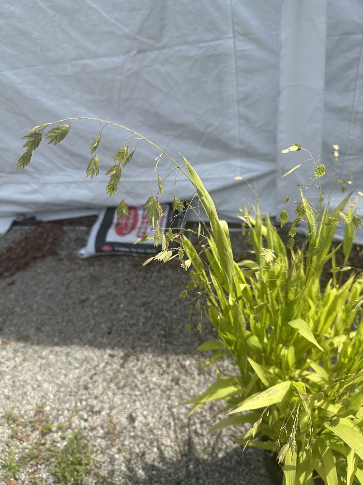 uniola-latifolia-northern-sea-oats-northern-river-oats