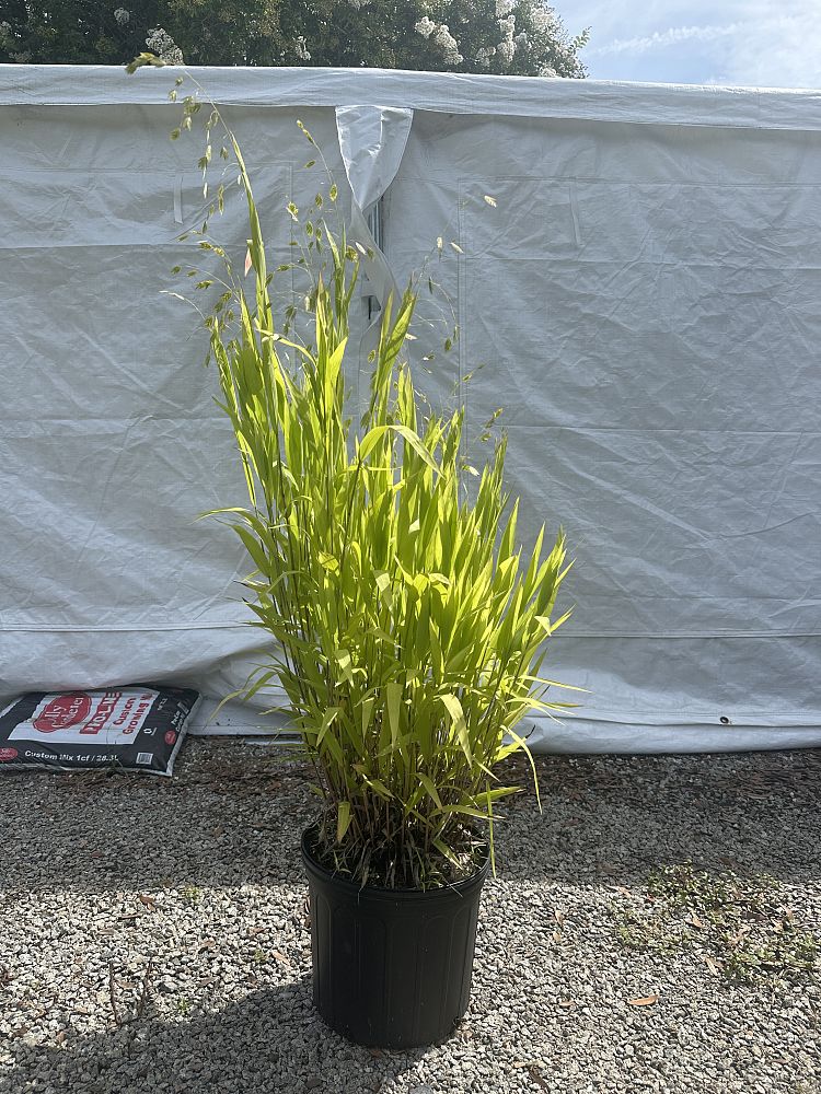 uniola-latifolia-northern-sea-oats-northern-river-oats