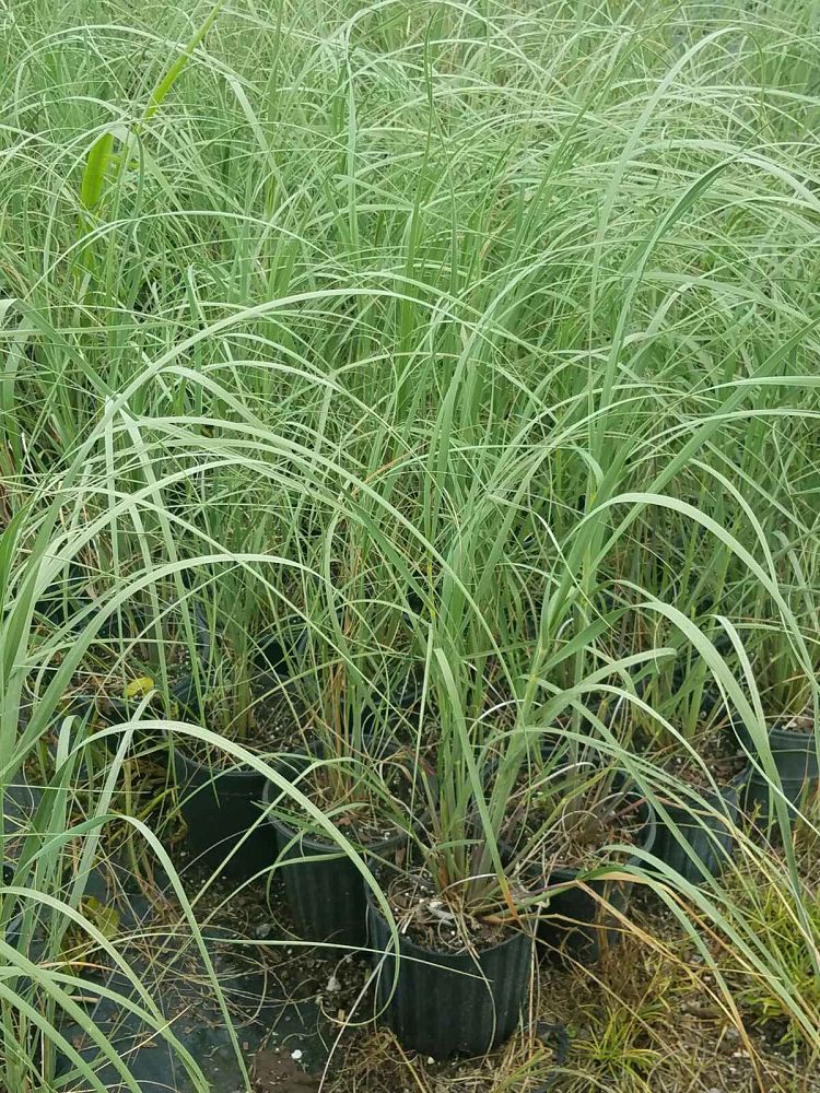 uniola-paniculata-sea-oats