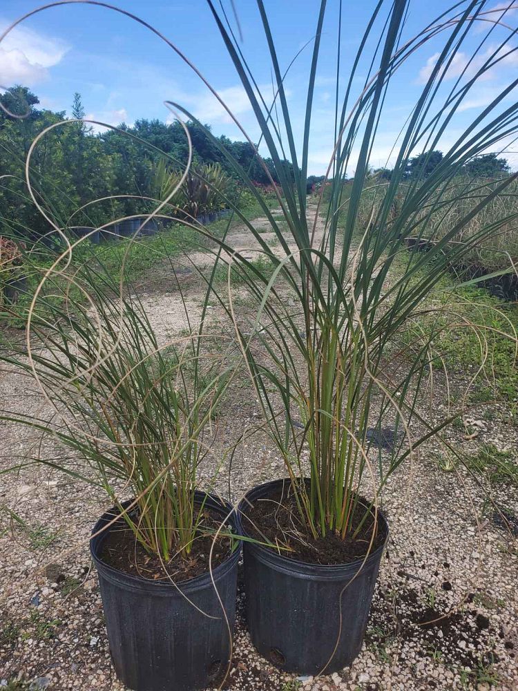 uniola-paniculata-sea-oats