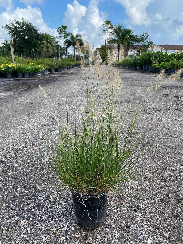 uniola-paniculata-sea-oats