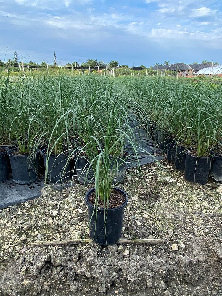 uniola-paniculata-sea-oats