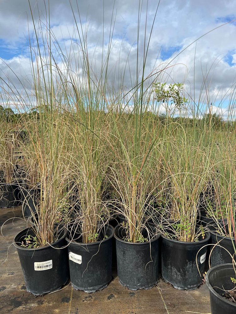 uniola-paniculata-sea-oats