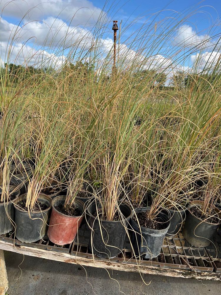 uniola-paniculata-sea-oats