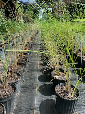 uniola-paniculata-sea-oats
