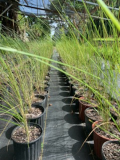 uniola-paniculata-sea-oats