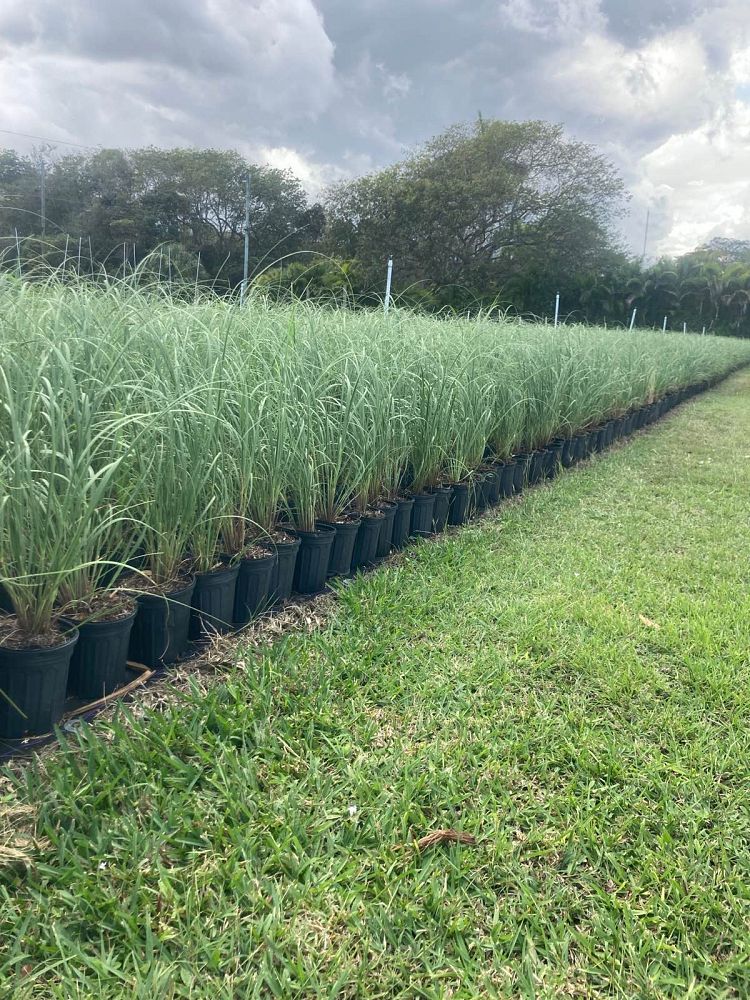 uniola-paniculata-sea-oats