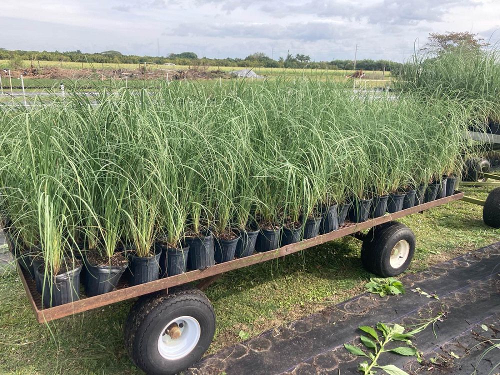 uniola-paniculata-sea-oats