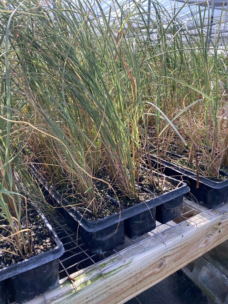 uniola-paniculata-sea-oats
