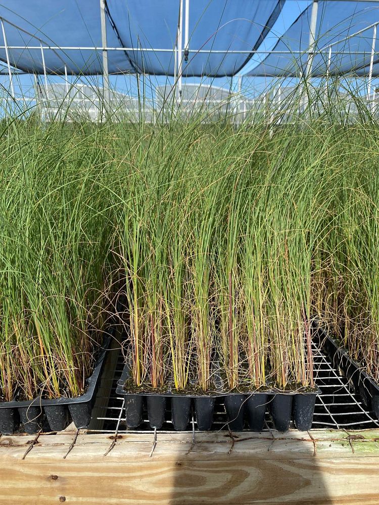 uniola-paniculata-sea-oats
