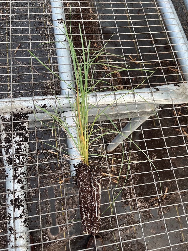uniola-paniculata-sea-oats