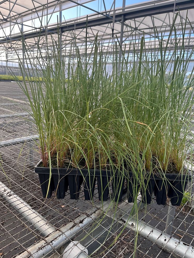uniola-paniculata-sea-oats