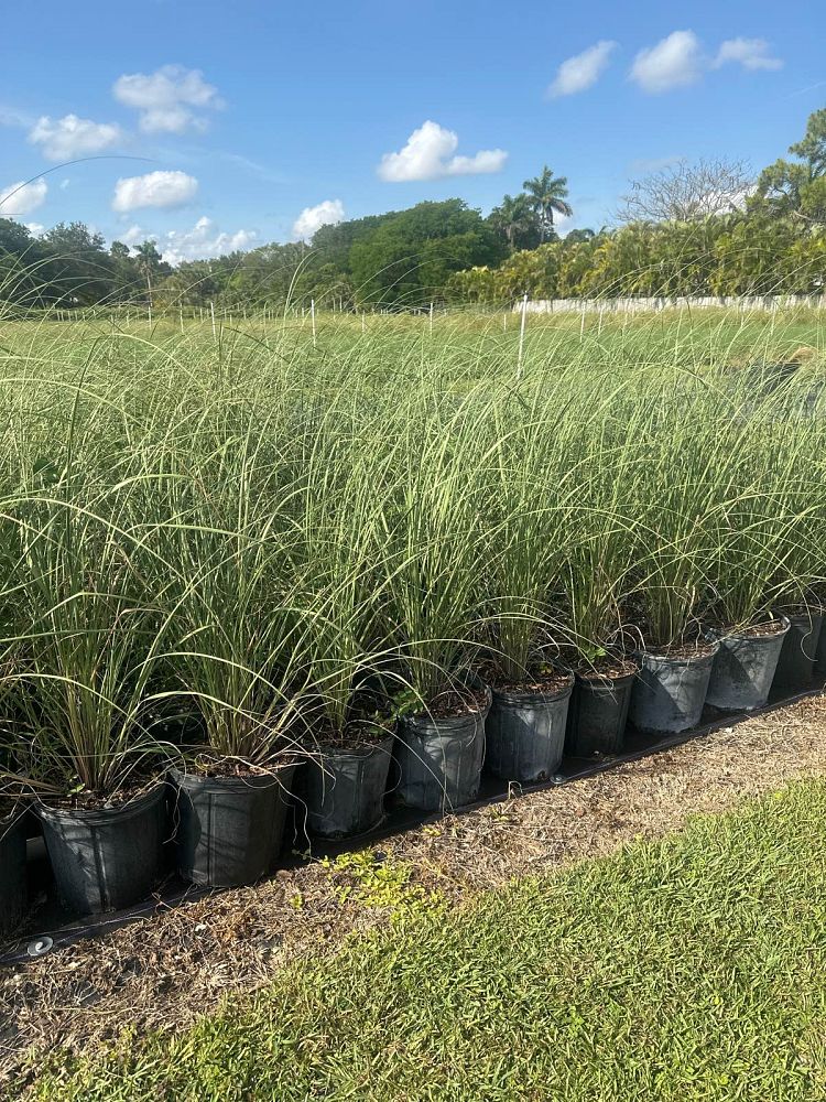 uniola-paniculata-sea-oats