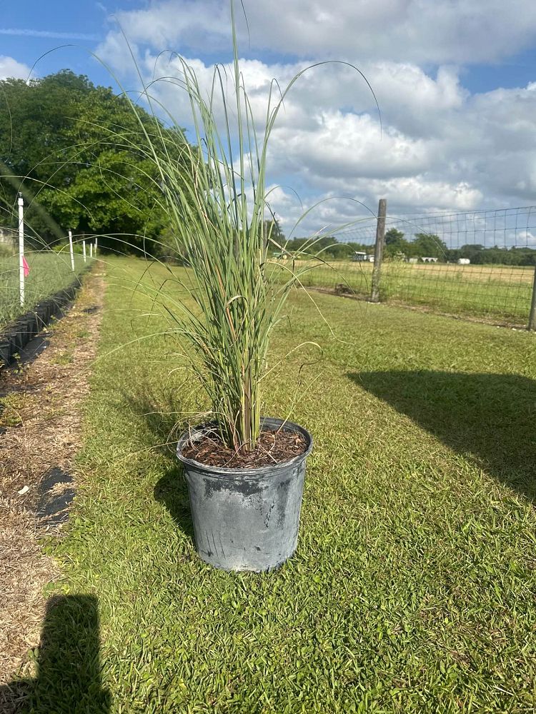 uniola-paniculata-sea-oats