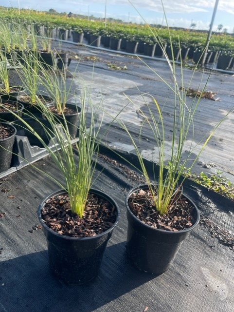 uniola-paniculata-sea-oats