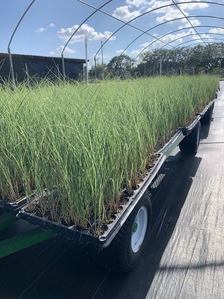 uniola-paniculata-sea-oats