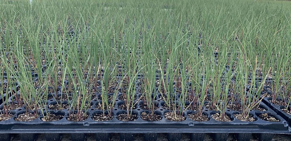uniola-paniculata-sea-oats