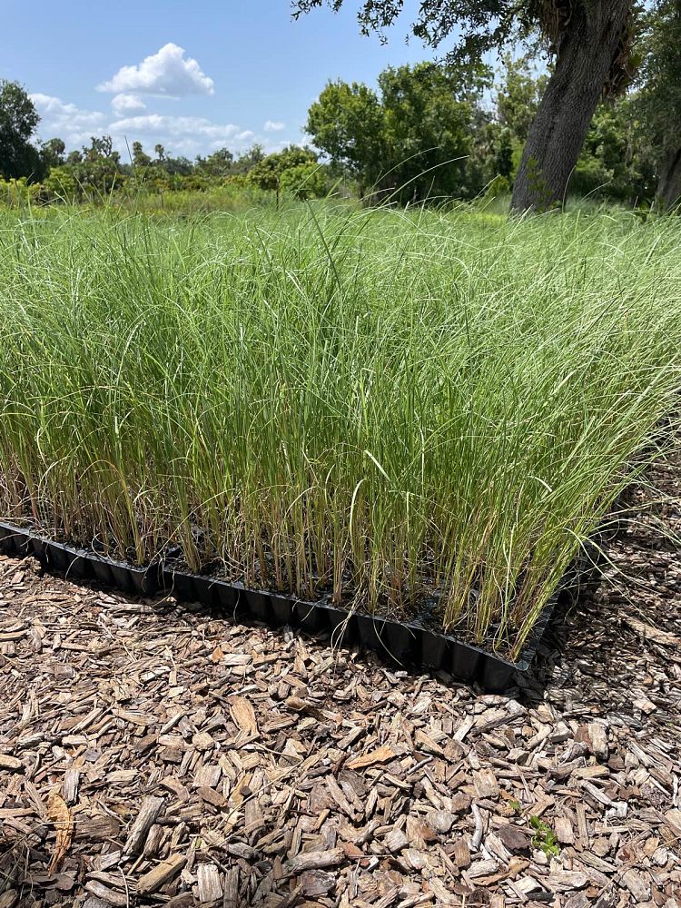 uniola-paniculata-sea-oats