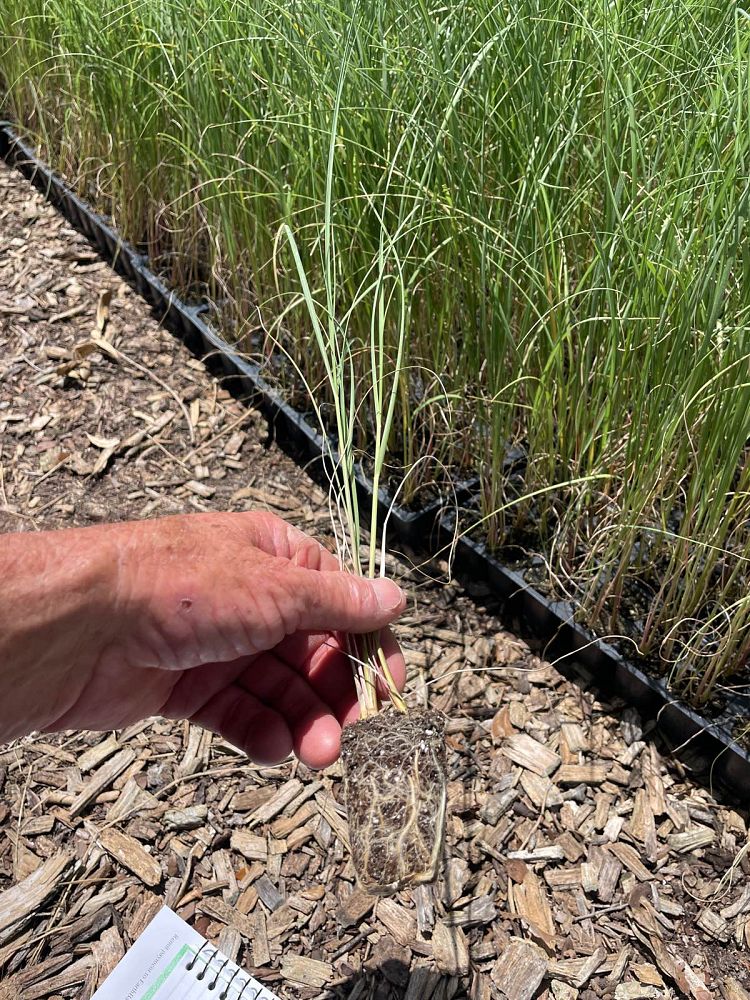 uniola-paniculata-sea-oats