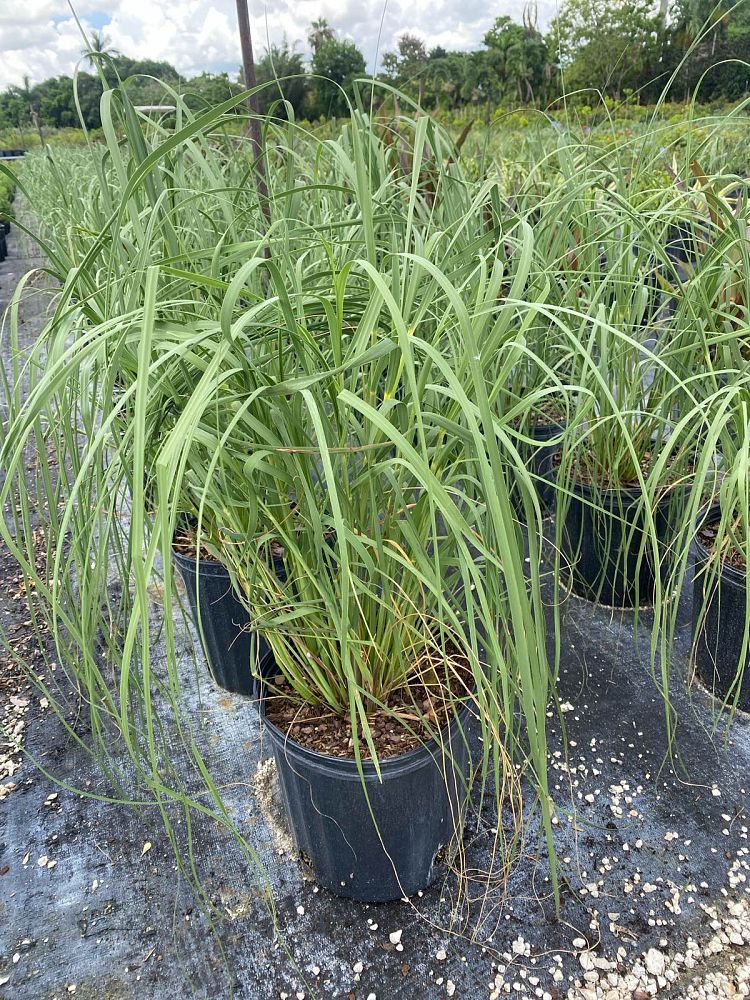 uniola-paniculata-sea-oats