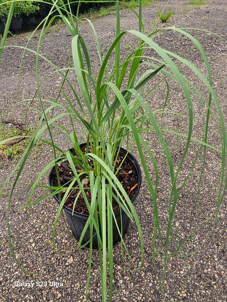 uniola-paniculata-sea-oats