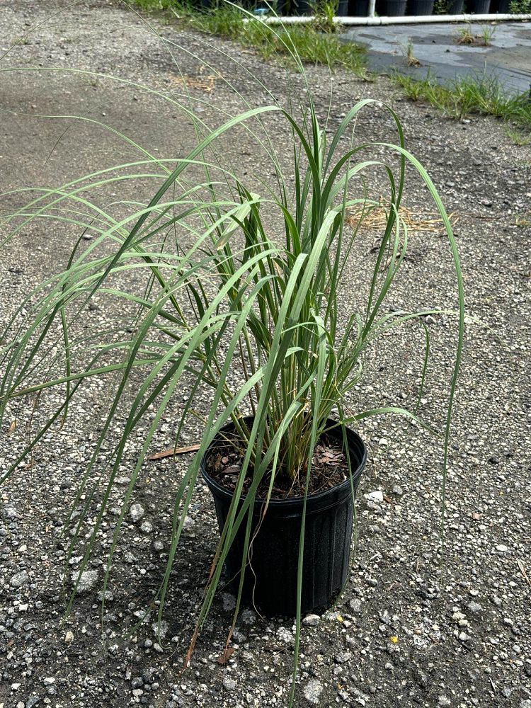 uniola-paniculata-sea-oats