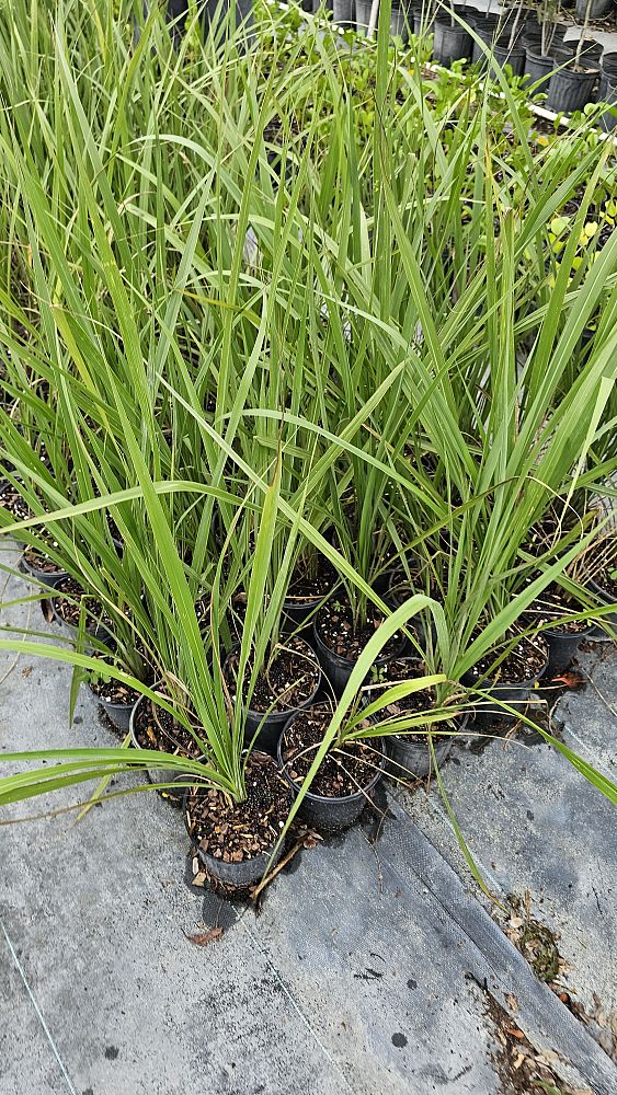uniola-paniculata-sea-oats