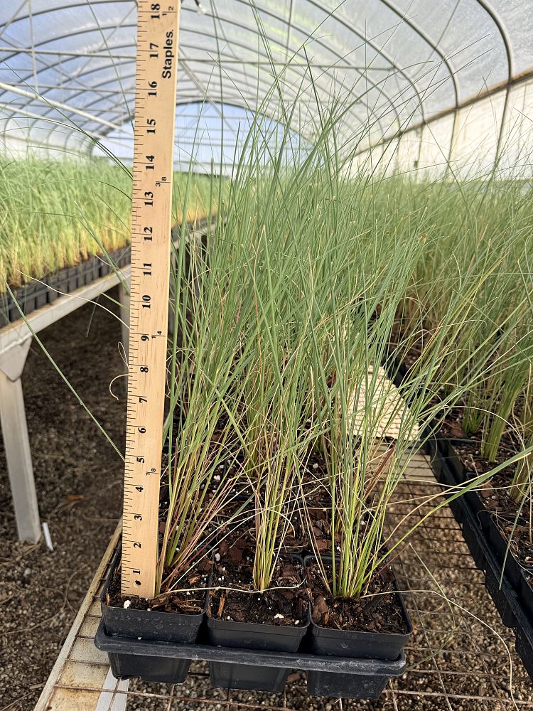 uniola-paniculata-sea-oats