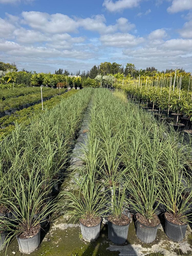 uniola-paniculata-sea-oats