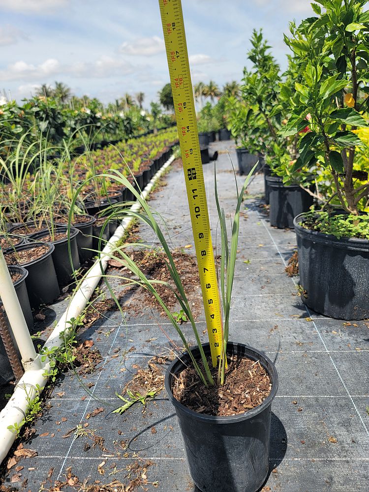uniola-paniculata-sea-oats