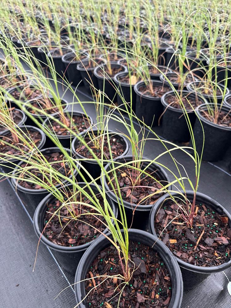 uniola-paniculata-sea-oats