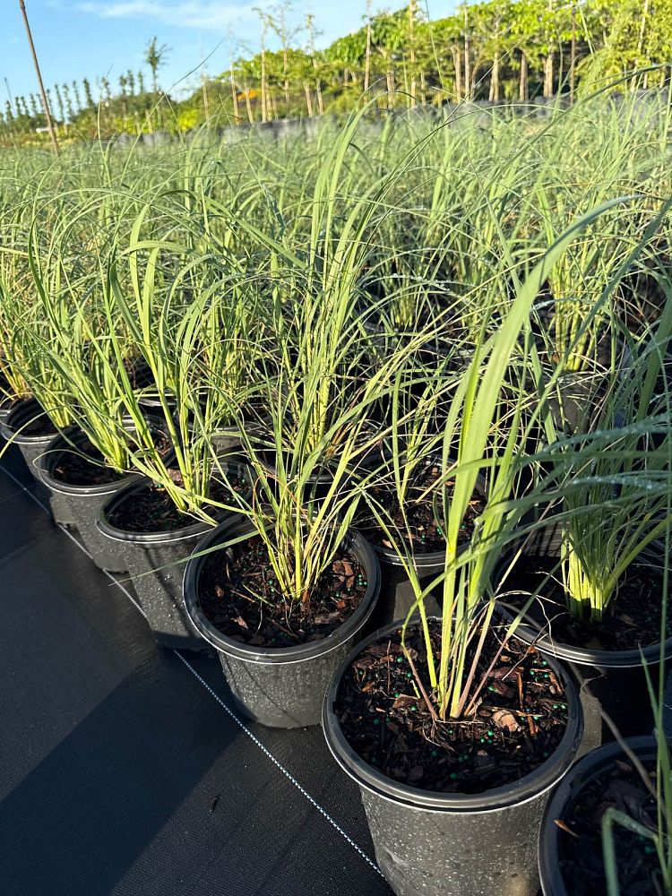 uniola-paniculata-sea-oats