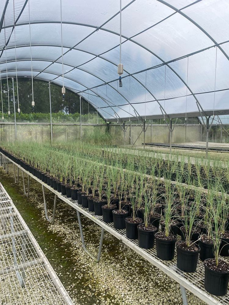 uniola-paniculata-sea-oats