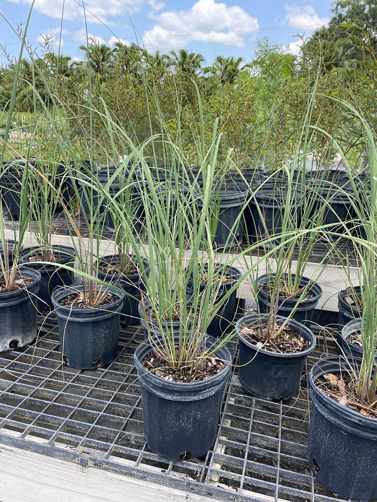 uniola-paniculata-sea-oats