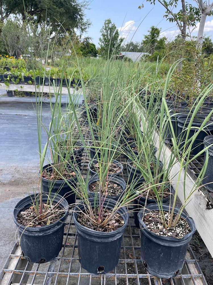 uniola-paniculata-sea-oats