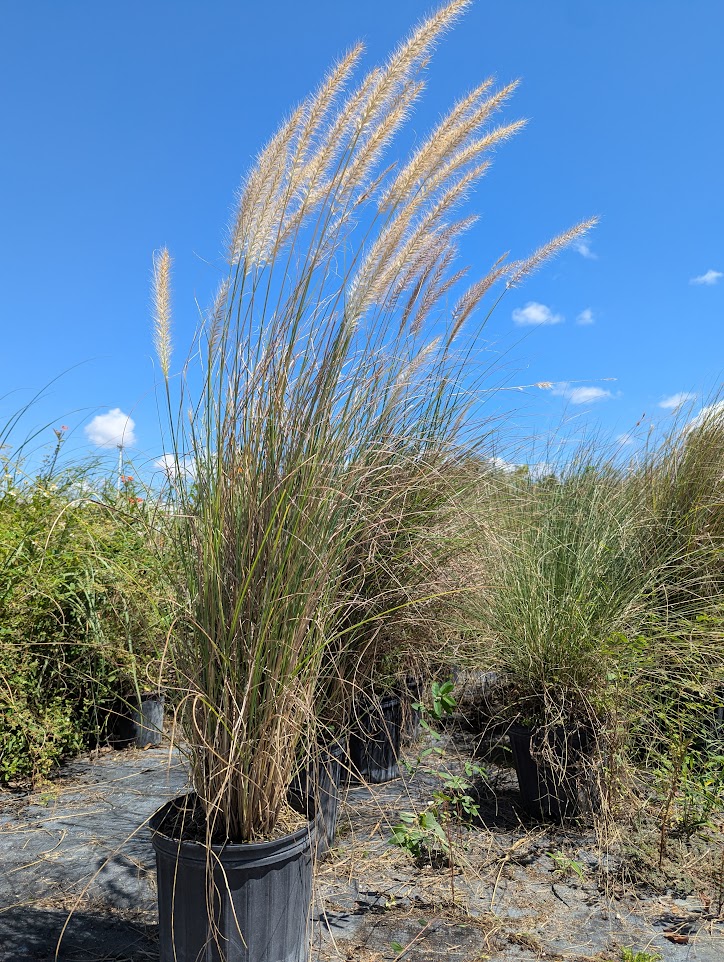 uniola-paniculata-sea-oats