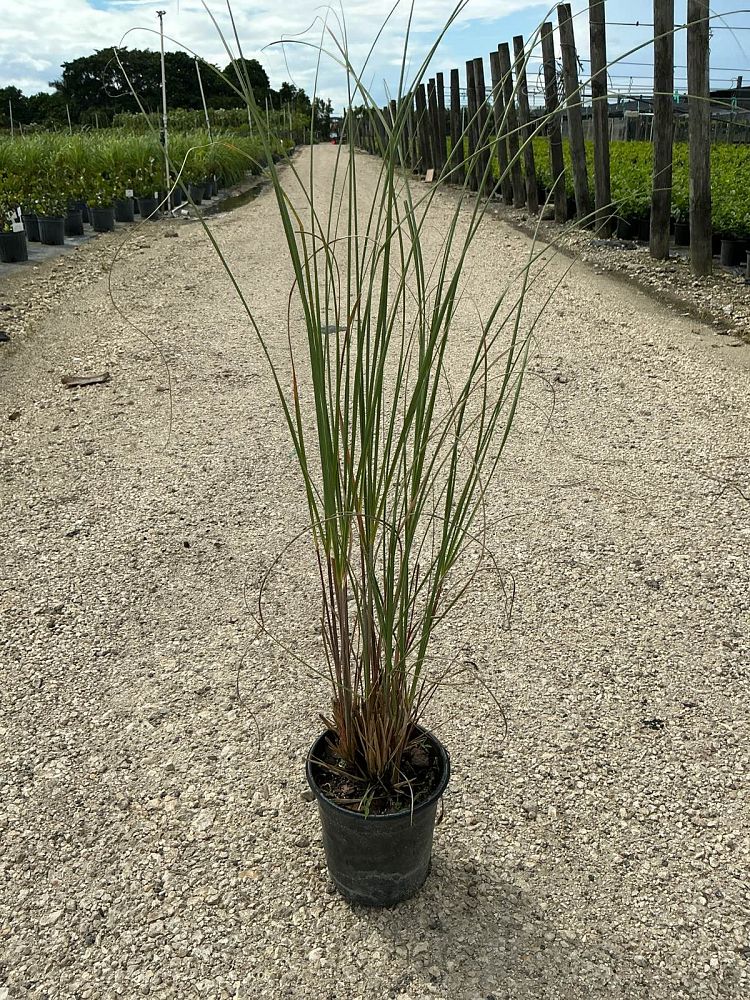 uniola-paniculata-sea-oats