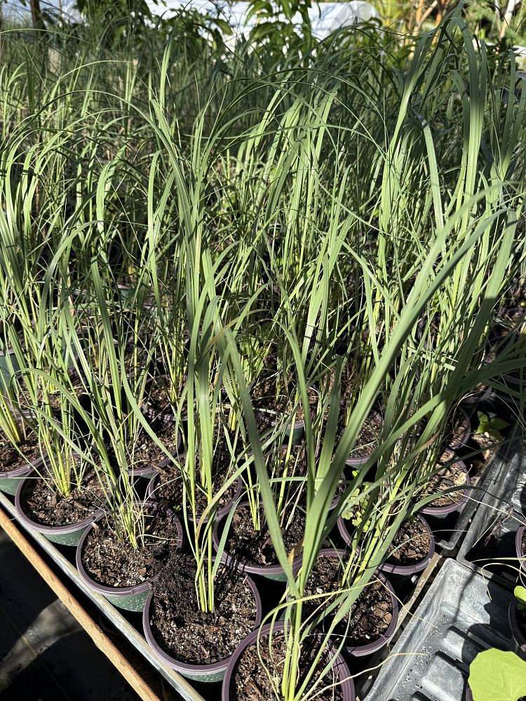uniola-paniculata-sea-oats